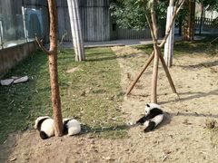-成都大熊猫繁育研究基地
