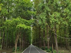-东平国家森林公园