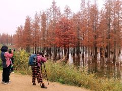 -白鹭湾湿地公园