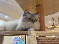 -滚猫咖啡·猫咖·猫友好撸猫(未来城店)