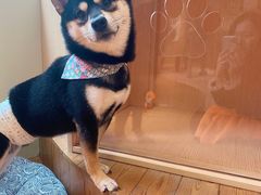 -逗柴咖啡屋·狗咖猫咖宠物桌游