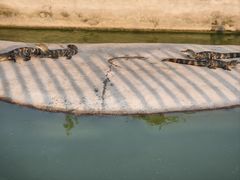 -池杉湖湿地公园