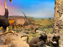 -国家自然博物馆