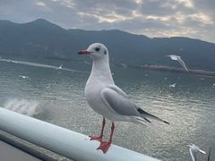 -海埂大坝
