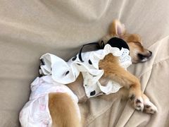 -怪兽屋·羊驼·猫咖·狗咖(俊华广场店)