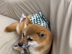 -怪兽屋·羊驼·猫咖·狗咖(俊华广场店)