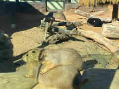 -大连森林动物园