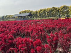 -广东花都香草世界旅游度假区