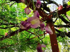 -嘉定紫藤园