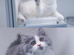 -lincat·猫舍(广州店)