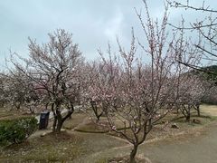 -香雪海