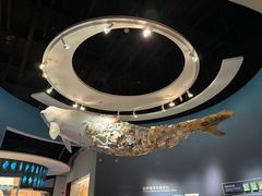 -贝林大翅鲸简餐厅(国家海洋博物馆店)