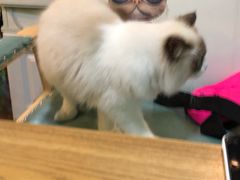 -李小姐の猫咖啡馆(五角场店)