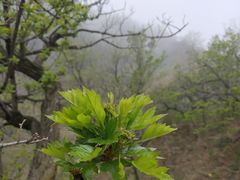 -妙峰山风景名胜区