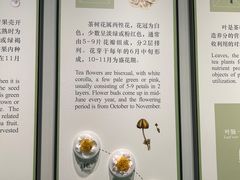 -中国茶叶博物馆(双峰馆区)