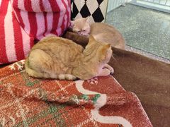 -大型宠物商超·宠海王国·宠物猫狗活体·用品·美容(新世界百货重庆店)