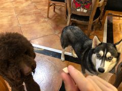 -more than meow吴止猫主题餐厅(承德 中船汇店)