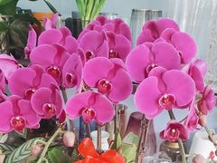 -花心思鲜花店(武昌徐东店)