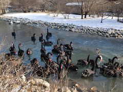 -长白岛森林公园