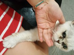 -豆老板的猫咖啡(碑林博物馆店)