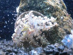 -悉尼海洋生物水族馆