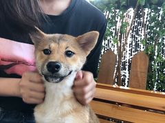 -柴犬高等学院·狗咖·柴犬售卖·宠物训练