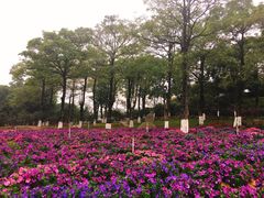 -松山湖梦幻百花洲