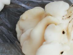 -大自然农场蔬菜草莓采摘园