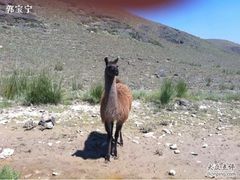 -新疆天山野生动物园