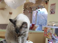 -猫和宫(六道口店)