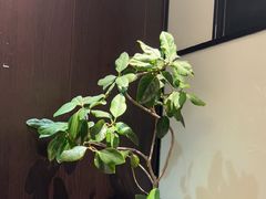 -风渡嘉荷西餐厅 Windy City(西三旗金隅店)