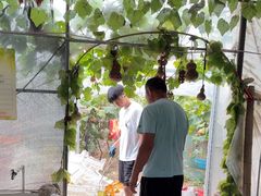 -马陆小张葡萄园农家乐