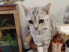 -共舞时光猫咖·狗咖(新街口店)