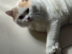 -美联众合爱康动物医院•复杂内科•肿瘤科•牙科•腔镜诊疗中心