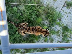 -大青山野生动物园