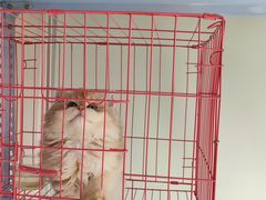 -喵百万·布偶·蓝金金渐层英短·猫舍(百子湾店)