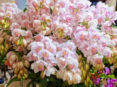-双季花艺园艺市场(浦东店)
