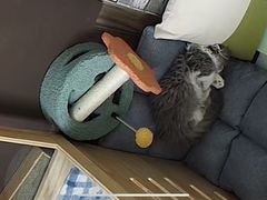 -momokira米努特·德文卷毛猫·棉花面纱犬