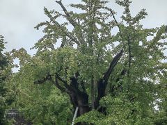 -上海佘山国家森林公园天马山园