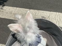 -半岛宠物医院24小时(科华中路店)