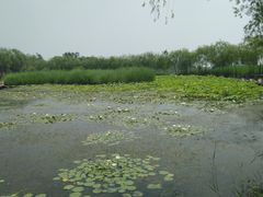 -绿堤公园
