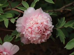 -洛阳市隋唐城遗址植物园