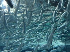 -上海海洋水族馆