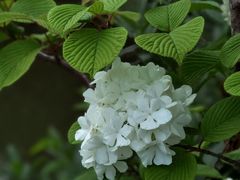 -上海滨江森林公园