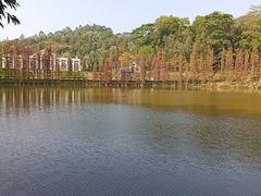 -三水森林公园
