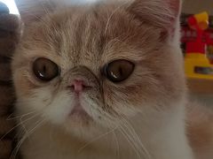 -飞行喵MR PILOT|猫舍·猫咖(静安大融城店)