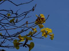 -南宁良凤江国家森林公园