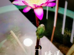 -龙华寺