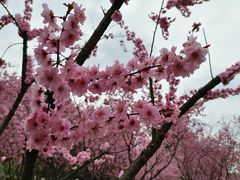 -白塘生态植物园