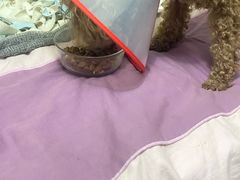-美联众合动物医院·24h转诊中心